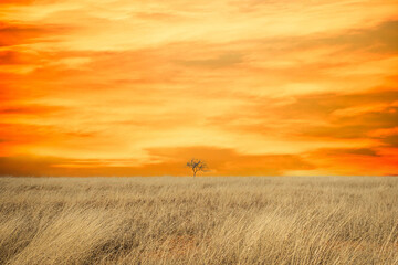 Fototapeta premium A lone tree in a dry grass field against a clear blue sky on a sunny day.