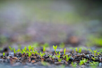 kale seedlings vegetables growing on a farm. frost and ice on the cold soil and plants on a winter's morning