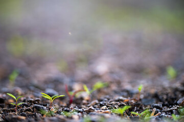 kale seedlings vegetables growing on a farm. frost and ice on the cold soil and plants on a...