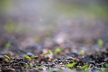 kale seedlings vegetables growing on a farm. frost and ice on the cold soil and plants on a winter's morning