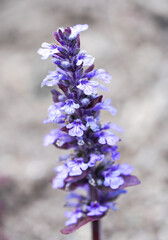 Purple flowers of the blue bugle. Flowering plant close-up. Ajuga reptans. Bugleherb, bugleweed, carpetweed, carpet bugleweed.
