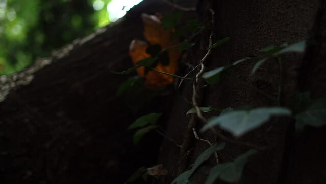 Close-up in slow motion on a path of mushrooms growing from the trunk of a tree