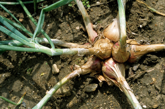 Allium ascalonicum 'Hative de Niort' , Echalote