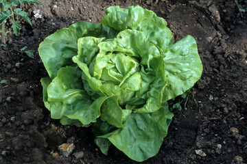 Lactuca sativa 'capitata' , Laitue pommée