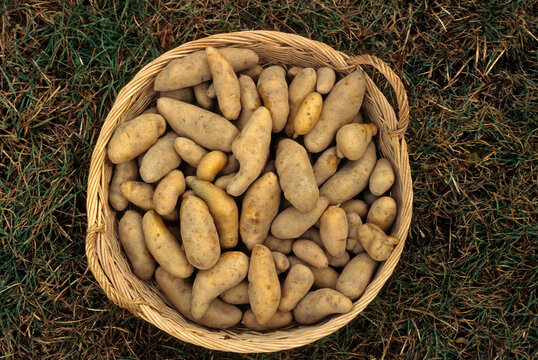 Solanum tuberosum 'Ratte' , Pomme de t&eacute;rre