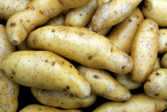 Solanum tuberosum 'Ratte' , Pomme de t&eacute;rre