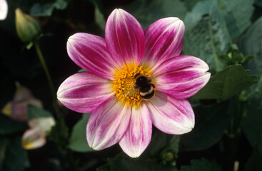Bourdon térrestre, Bombus terrestris, Dahlia 'nain petit coquin'