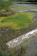 Ruppia maritima, Limu, Ruppie, Marais salants, Guerande, 44, Loire Atlantique, France