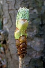 Aesculus hippocastaneus , Marronnier, bourgeon