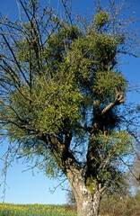 Viscum album , Gui