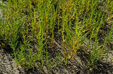 Salicorna europaea, Salicorne,  Marais salant, Guérande, 44, Loire Atlantique, France