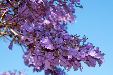 Jacaranda, Flamboyant bleu, Jacaranda mimosifolia, Madagascar