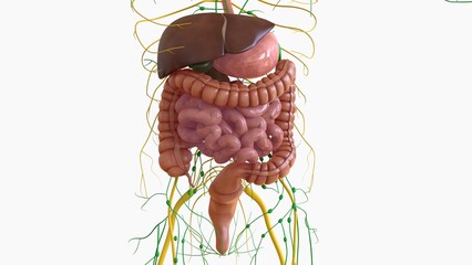 Human Digestive System Anatomy For Medical Concept 3D Rendering