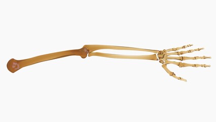 Human Skeleton Hand Bones Anatomy For Medical Concept 3D rendering