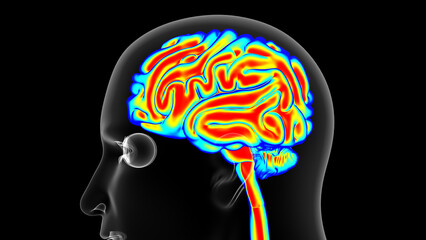 Human brain temperature Warm, normal cold. Man thermographic illustration 3D rendering