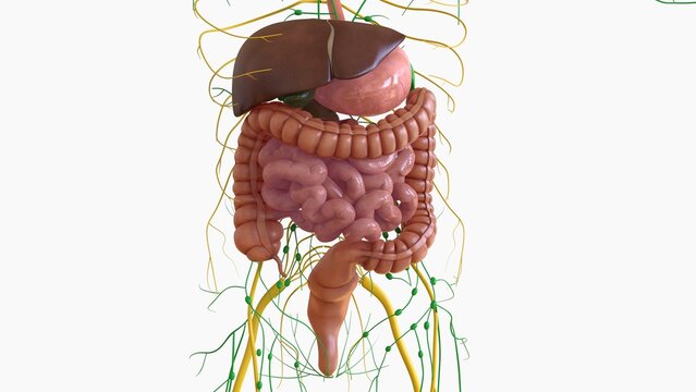 Human Digestive System Anatomy For Medical Concept 3D Rendering