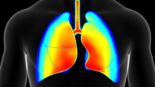 Human lungs temperature Warm, normal cold. Man thermographic illustration 3D rendering