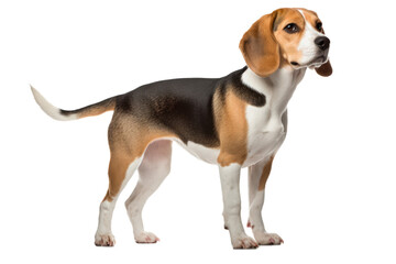 Beagle Isolated On White Background