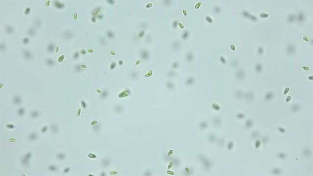 Unicellular algae Dunaliella salina under the microscope, Chlorophyta phylum, Volvocales order. Green in color, they live mainly in salty seas.