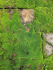 Full frame green moss on brick wall.