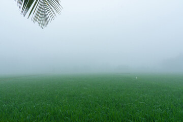 Foggy morning