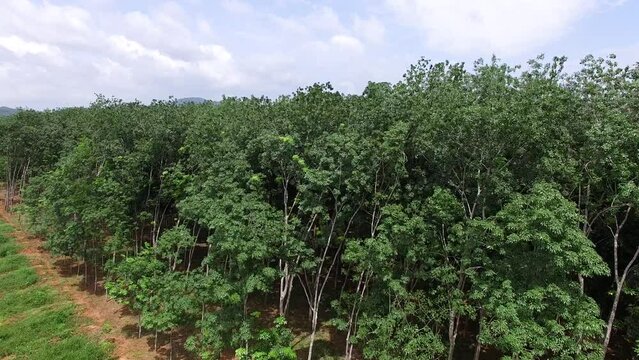 a high angle view of a large Hevea Brasiliensis rubber plantation area in Surat Thani, Thailand. The lush tropical forest full of many rubber trees in the south of Thailand.