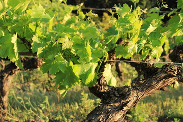 grape leaves on an old vine stem seen in the late afternoon in spring in Provence, France. Vineyard background concept before fruit has developed. Fresh grape leaves