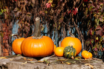 Colorful pumpkins for Thanksgiving holiday on old fence background