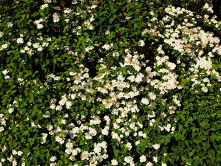 Spiraea arguta with its white flowers in french garden