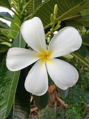 Lilavas are beautiful, fragrant, refreshing, traveling.