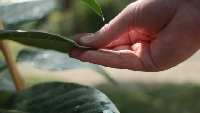 Close up of female hand holding diseased leaf ficus standing in outdoors at summer sunny day. Indoor plants diseases disorders Identification and treatment, houseplants sunburn
