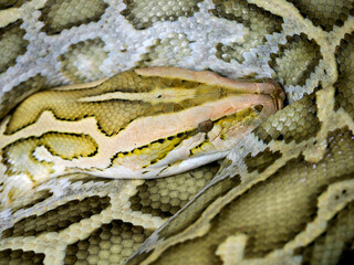 Closeup of Indian python (Python molurus) seen from above