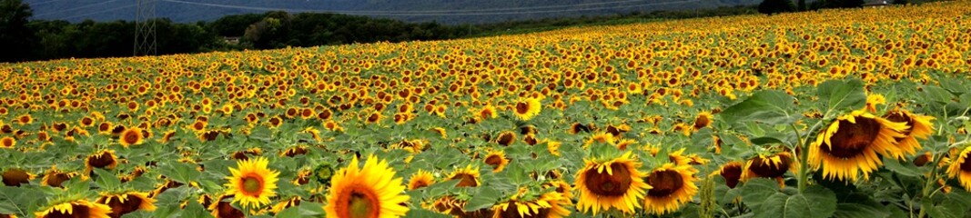 Tournesols