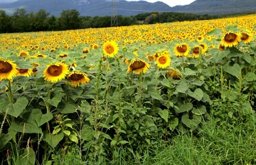 Tournesols