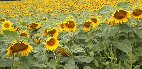 Tournesols