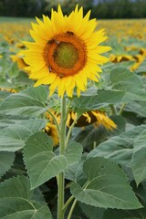 Tournesols
