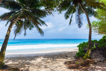 Anse Intendance Beach. Summer landscape view with palm trees