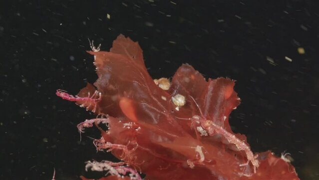 Colony of skeleton shrimps Caprella sp. attached to algae, order Amphipoda. Omnivorous, feeding on diatoms, detritus, protozoans, and crustacean larvae. White sea