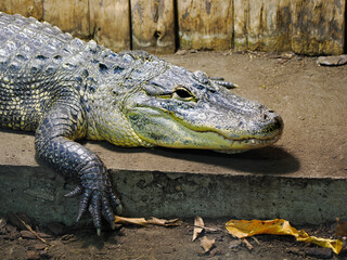 Closeup of a American alligator (Alligator mississippiensis) showing his teeth  - Powered by Adobe