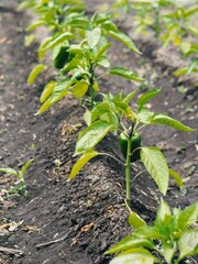 Beds with young plants of Bulgarian sweet pepper. Cultivation of pepper in the open field in the beds. Agriculture and cultivation of berries, fruits and vegetables.