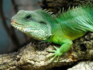 Closeup of Chinese water dragon, or Asian water dragon, (Physignathus cocincinus) is a species of agamid lizard native to China and mainland Southeast Asia