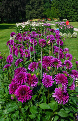 The dahlia (name, Thomas A. Edison) in the dahlia garden Baden Baden near the lichtentaler alley....