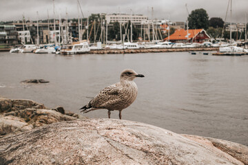 Mewa w porcie w Kristiansand, Norwegia, Skandynawia © neskama