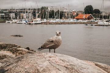Mewa w porcie w Kristiansand, Norwegia, Skandynawia © neskama