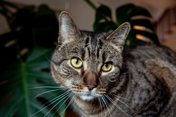 Black and gray tabby cat