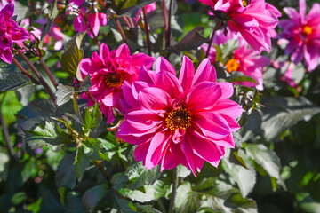 Fototapeta premium The dahlia (name, Faszination) in the dahlia garden Baden Baden near the lichtentaler alley. Baden Baden, Baden Wuerttemberg, Germany