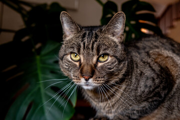 Black and gray tabby cat