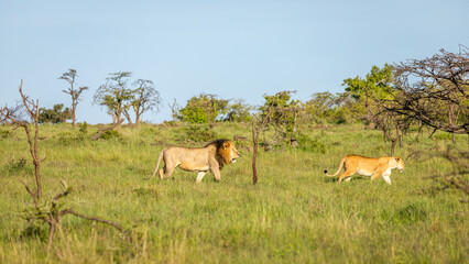 Naklejka na ściany i meble Male lion and lioness ( Panthera Leo Leo) walking by, Mara Naboisho Conservancy, Kenya.