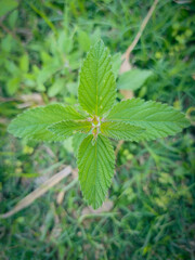 Five Faeed Beautiful Leaf flowers