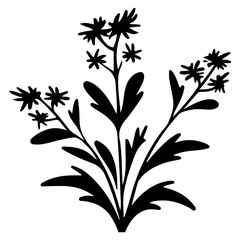 herb plant illustration
